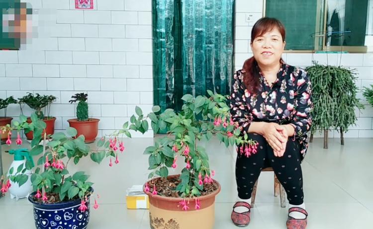 倒挂*钟金**招飞虫？花姐给你说一招，驱虫、养护两不耽误