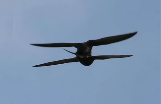 一生都要飞的鸟,雨燕可以在空中飞行几个月