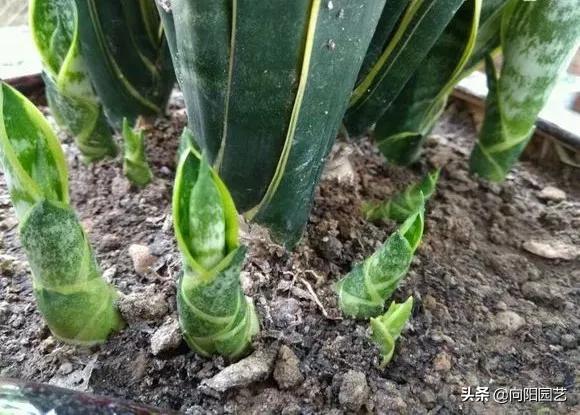 虎皮兰爆小崽但不长高,虎皮兰从底下长出小芽