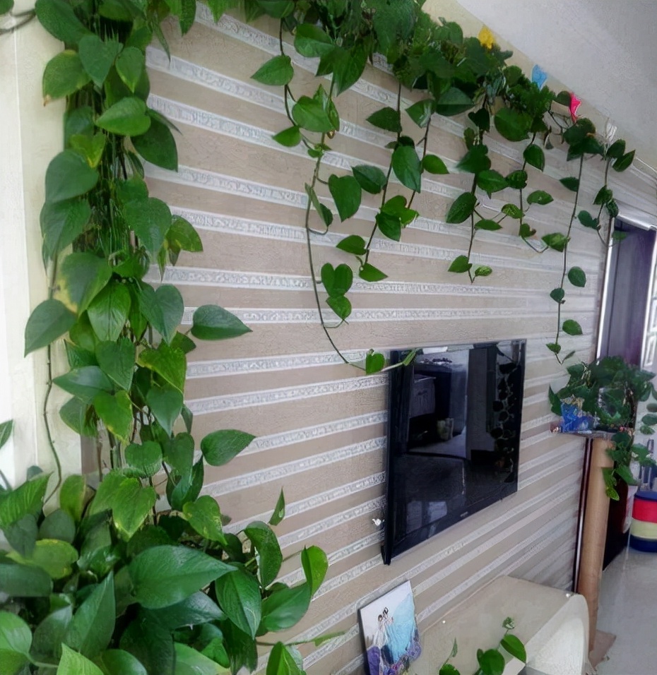 绿萝怎么养叶片长得快,绿萝的叶子养来养去越来越小