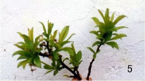 桃树的黄叶病怎么治疗,桃树黄叶病和穿孔病怎么治