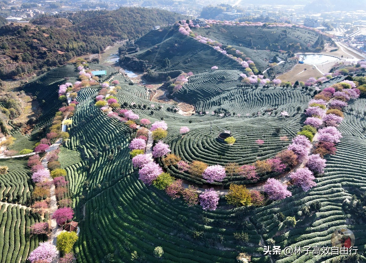 千亩茶山，十里樱花，永福樱花正值颜值巅峰，看完这篇绝不踩坑