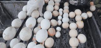 新疆和田夜市什么美食最好吃,和田夜市哪家的胡辣羊蹄好吃