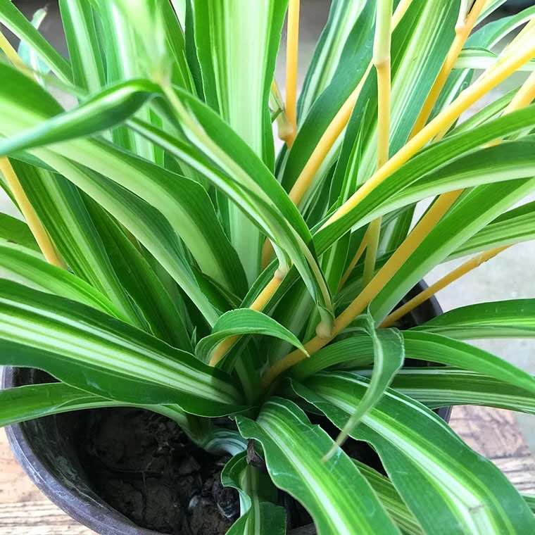 吊兰干尖怎么办,金边吊兰干尖怎么处理