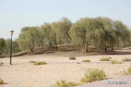 迪拜种一棵树,迪拜养一棵树成本