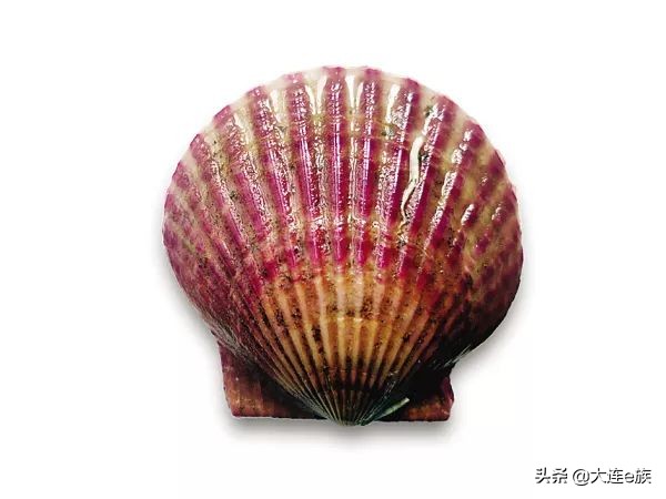 大连扇贝一年四季都有吗,大连的小扇贝叫什么