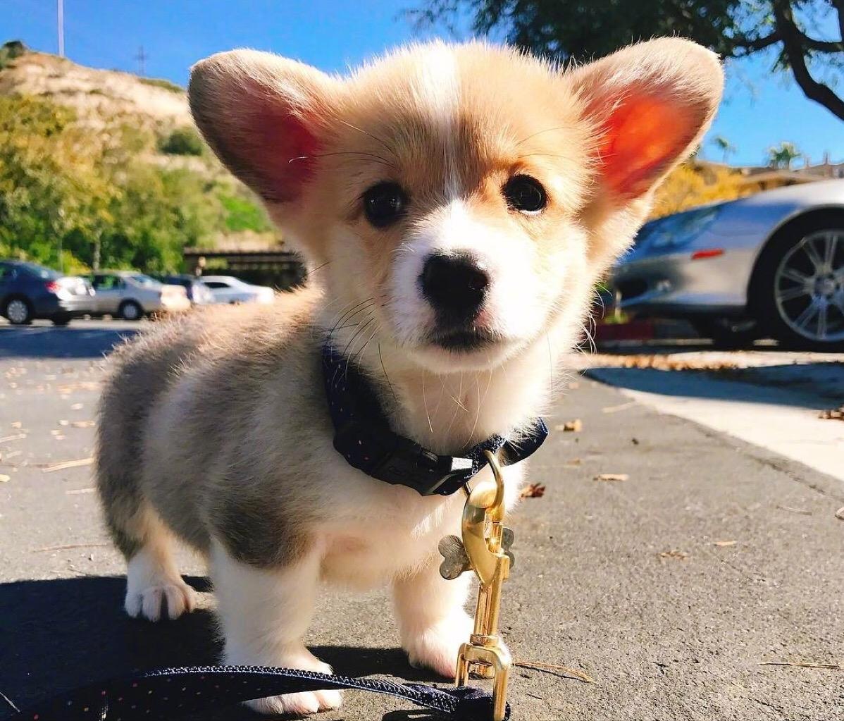 你了解小短腿柯基吗？很多人都对柯基有误解，你可能也中招了