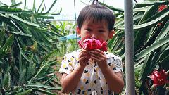 白莲镇火龙果采摘,火龙果采摘园欢迎您的到来