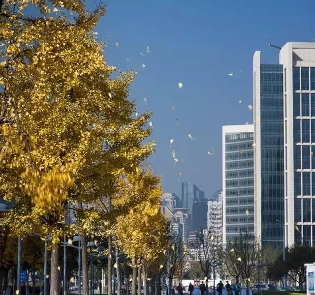 上海银杏叶打卡的地方,上海周边哪里有银杏叶