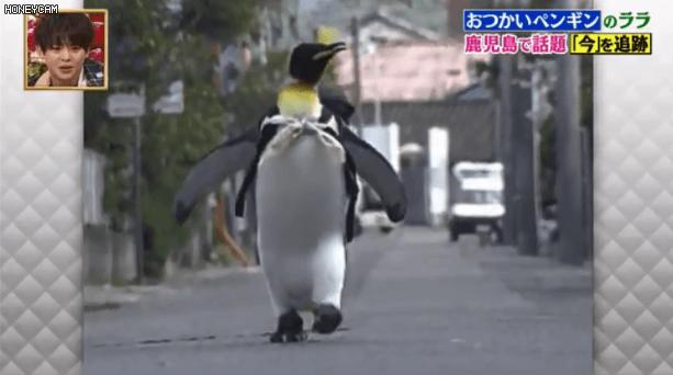 去世的小企鹅,死去的南极企鹅