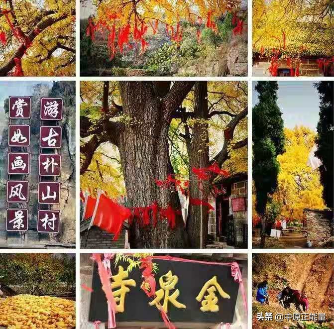 卫辉罗圈千年银杏何时观赏,卫辉今年罗圈千年银杏黄了吗