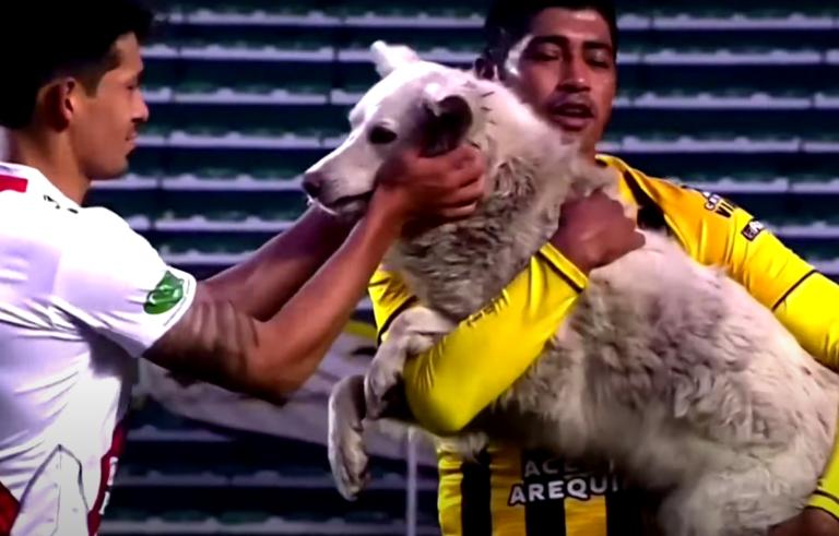 娴佹氮鐙楄鍏ヨ繍鍔ㄤ細,娴佹氮鐙楅棷鍏ヨ冻鐞冨満