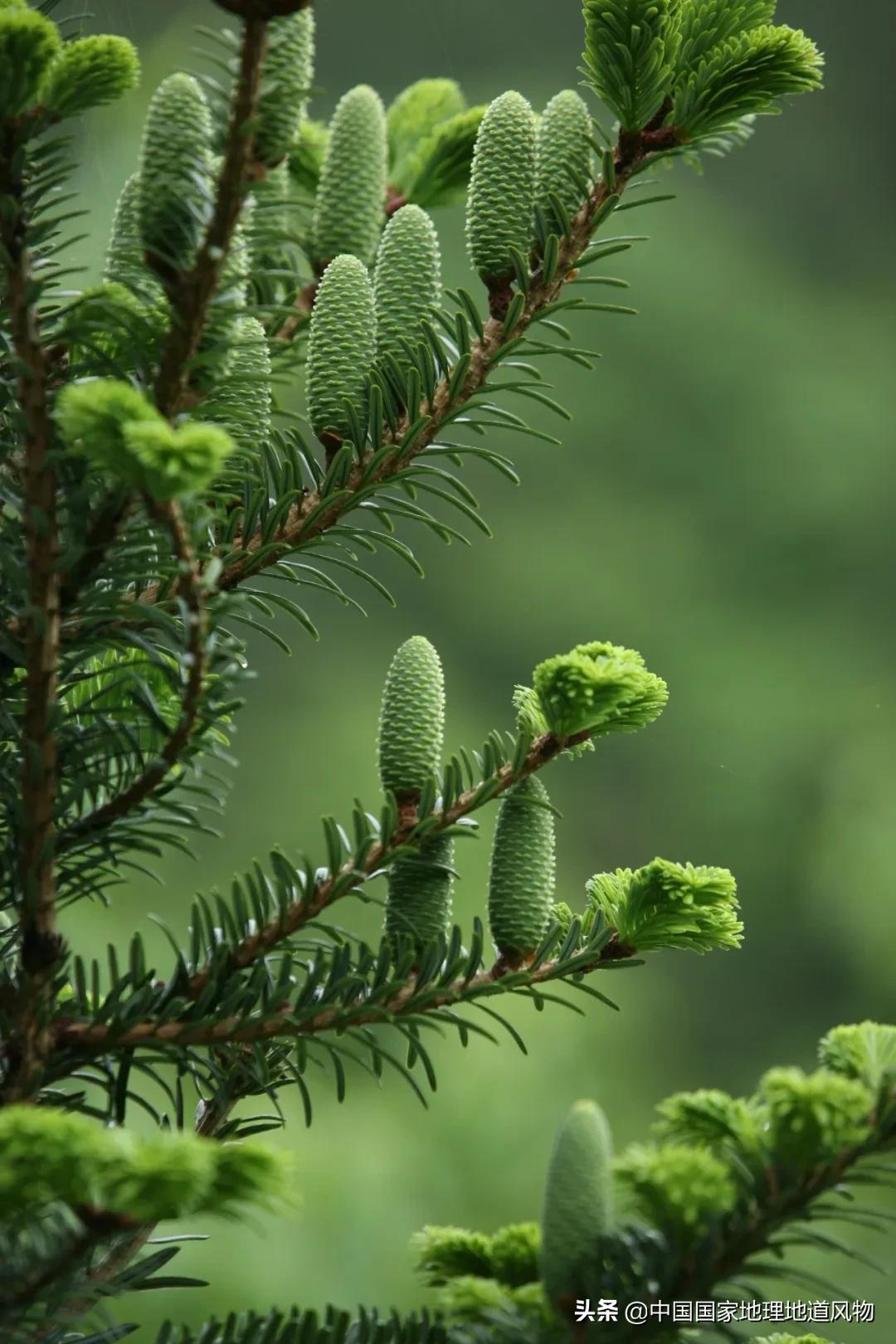 浙江丽水第一景,浙江丽水著名景区