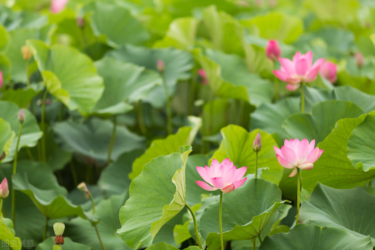 猴年马月出自哪个典故,猴年马月的故事啥意思