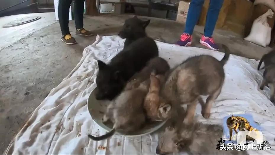 这位“女汉子”在*疆新**，把狼养成了哈士奇，就是经常揍狼的那个