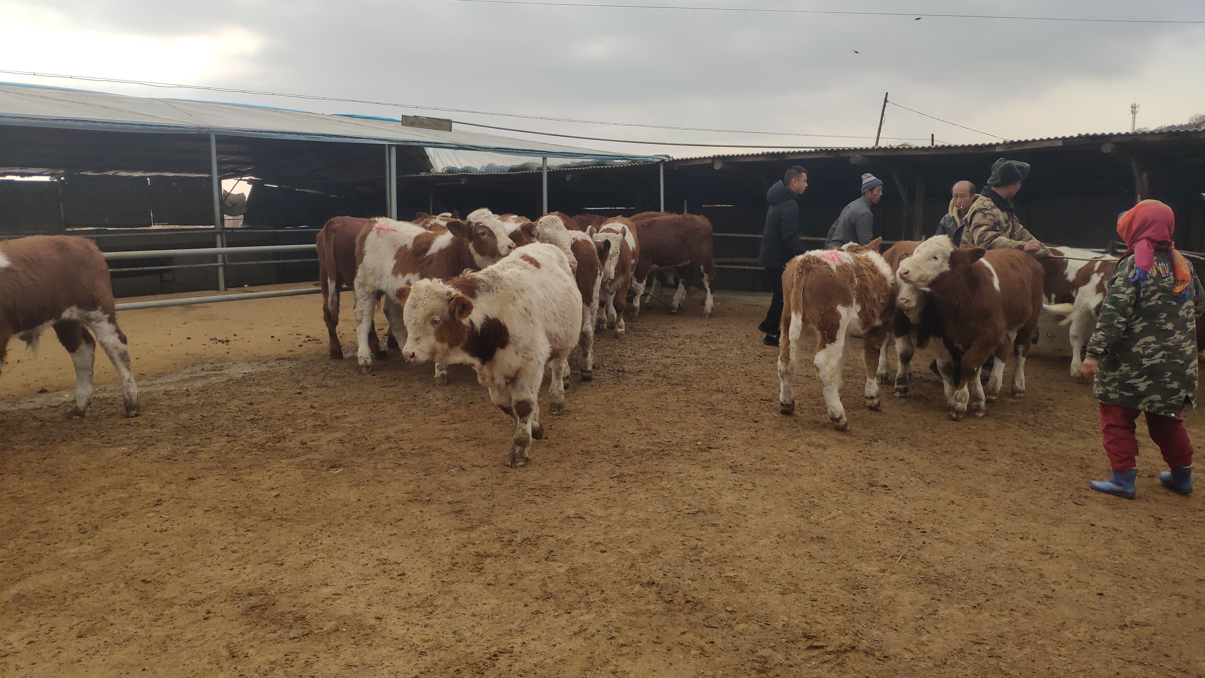 正常牛中毒怎么处理最有效,牛常见的中毒病有哪些