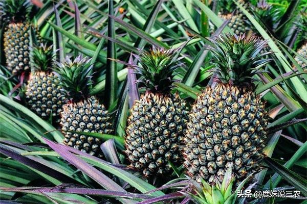 菠萝的种植技术和施肥方法,菠萝种植技术教程