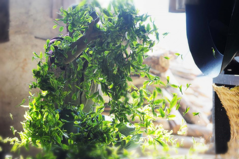 普洱茶紧压技术有哪些特点,普洱茶生茶紧压茶好坏之分