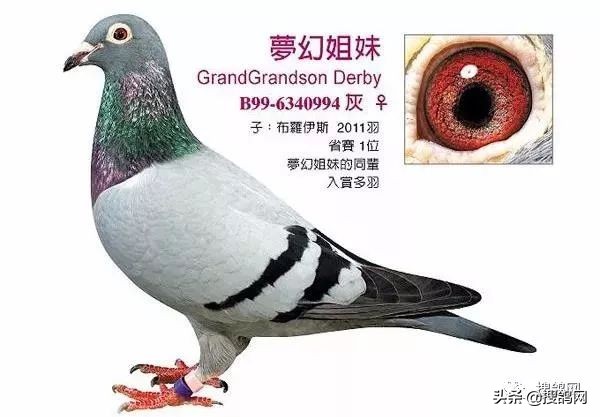 如何区分种鸽和赛鸽,怎么区分赛鸽和肉鸽公母