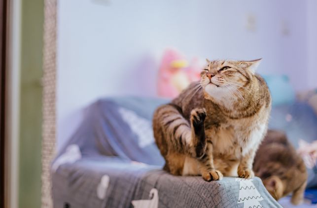 Dotaer爱台妹,台妹爱人心