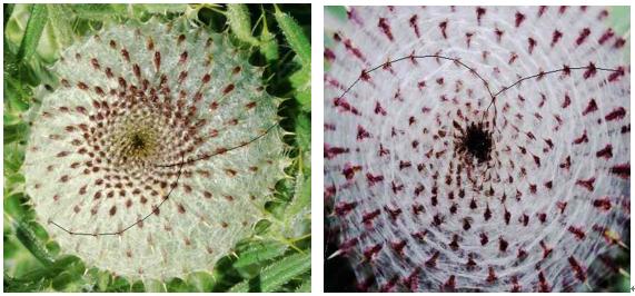 黄全愈,关于黄全愈的视频