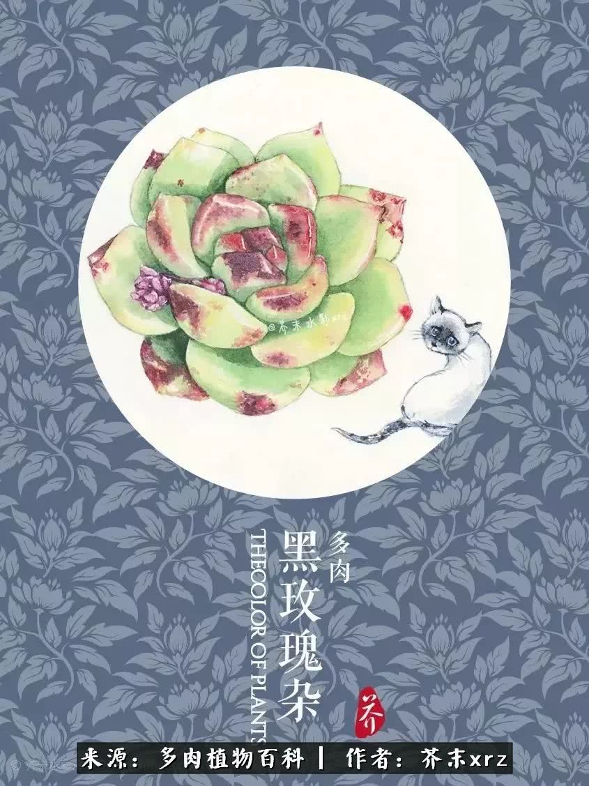 那个爱画多肉的小姑娘带着她的心头肉又来啦!