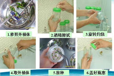 铁皮石斛植物组织培养,植物培养基础知识