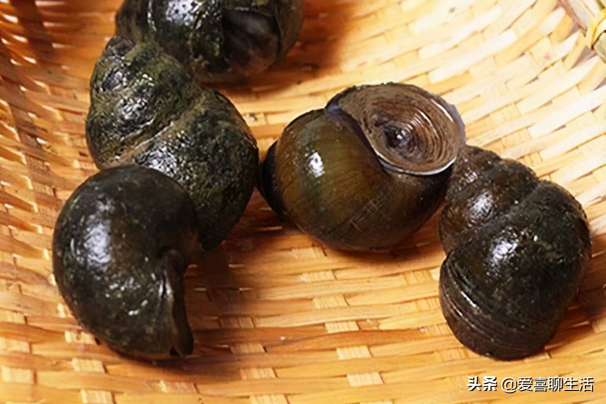 长螺蛳怎么炒又入味又好吸,螺蛳怎么炒又入味又好吸川味