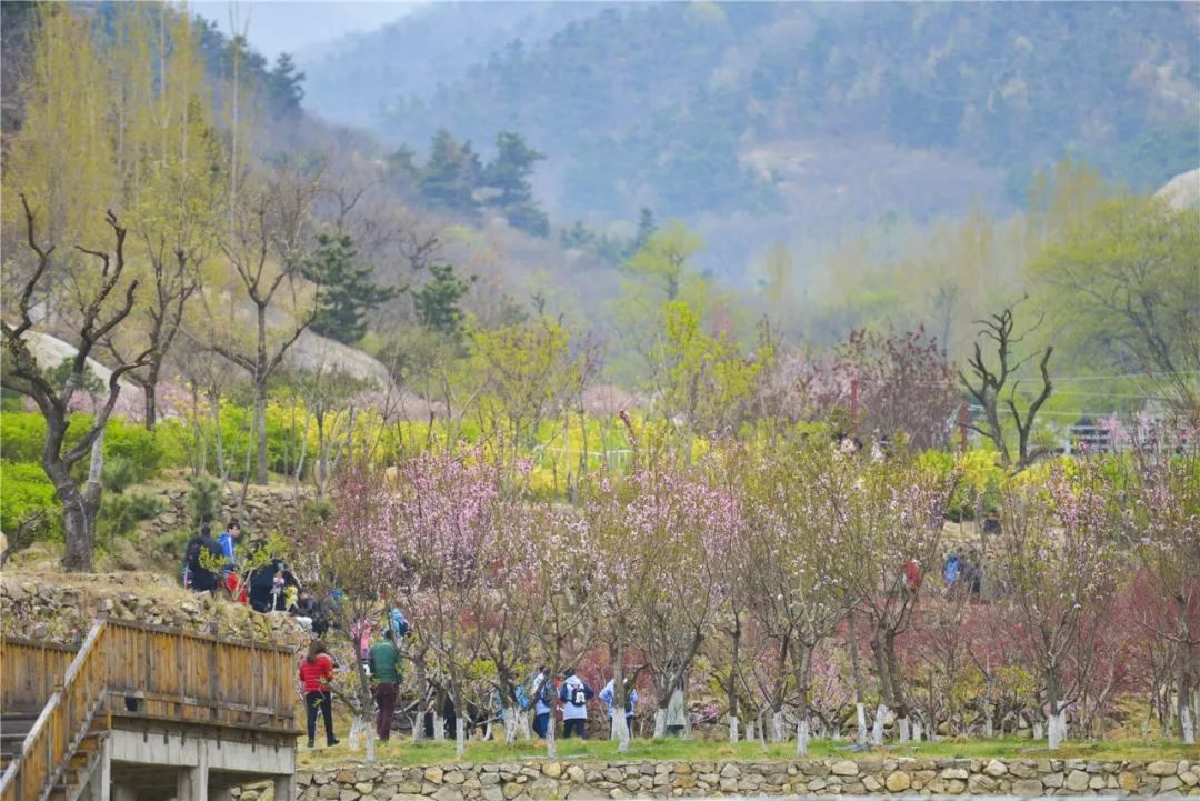 天蒙山踏青赏花,蒙山景区赏花