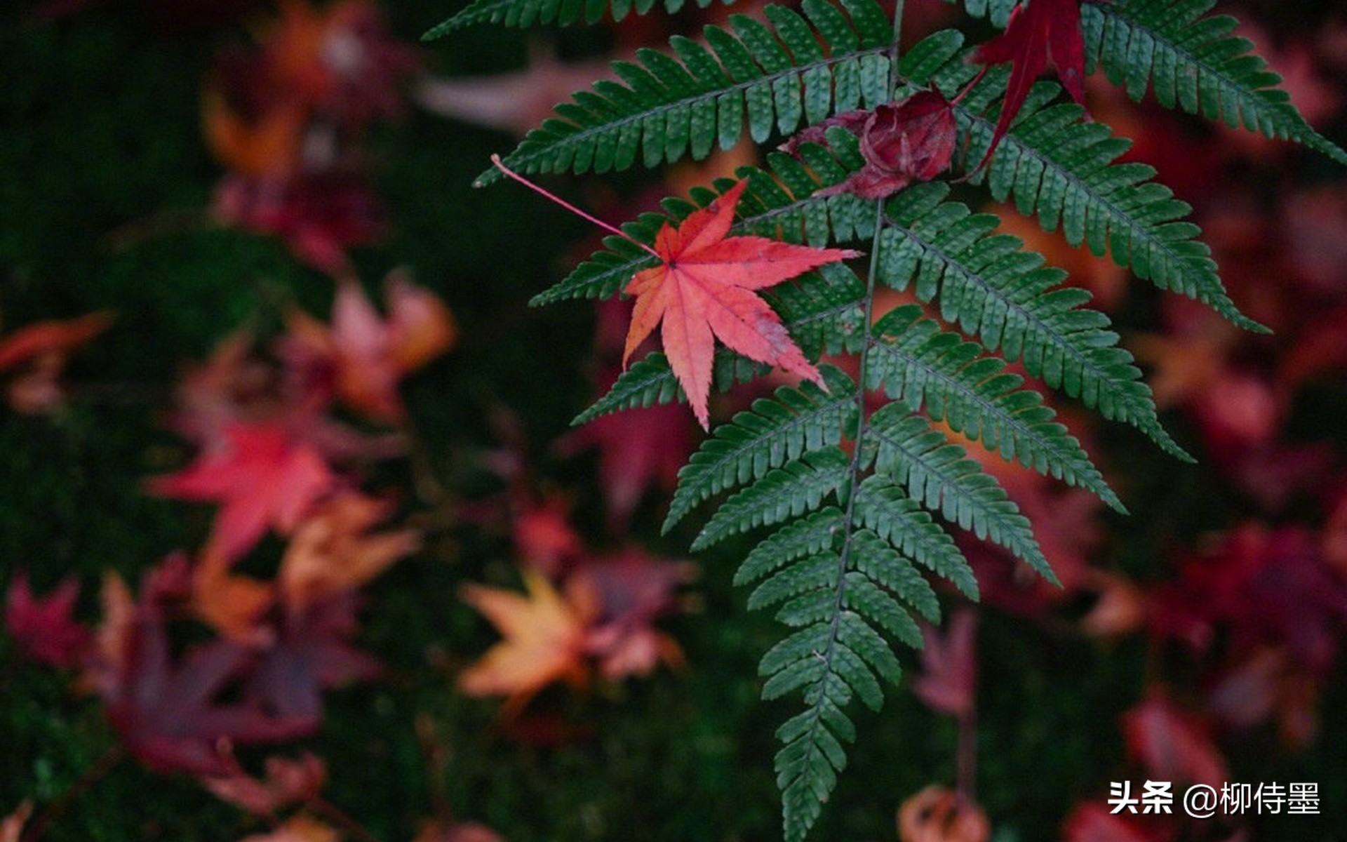 秋天拍照红叶姿势大全,秋天拍摄红叶的方法