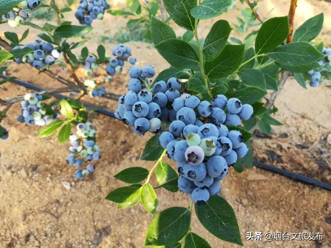 烟台蓝莓采摘园,烟台摘蓝莓的地方
