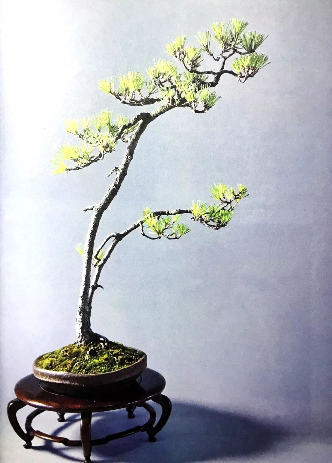 1000元左右黑松盆景,黑松基地黑松盆景