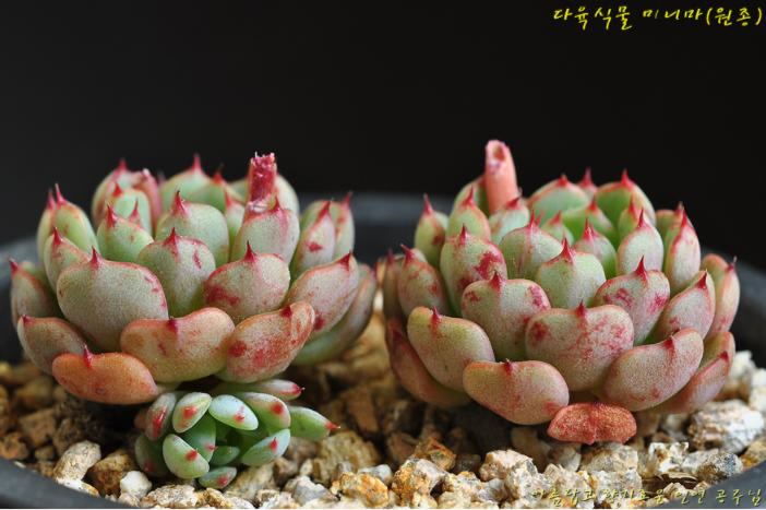 韩国多肉大全图片,多肉公主的图片