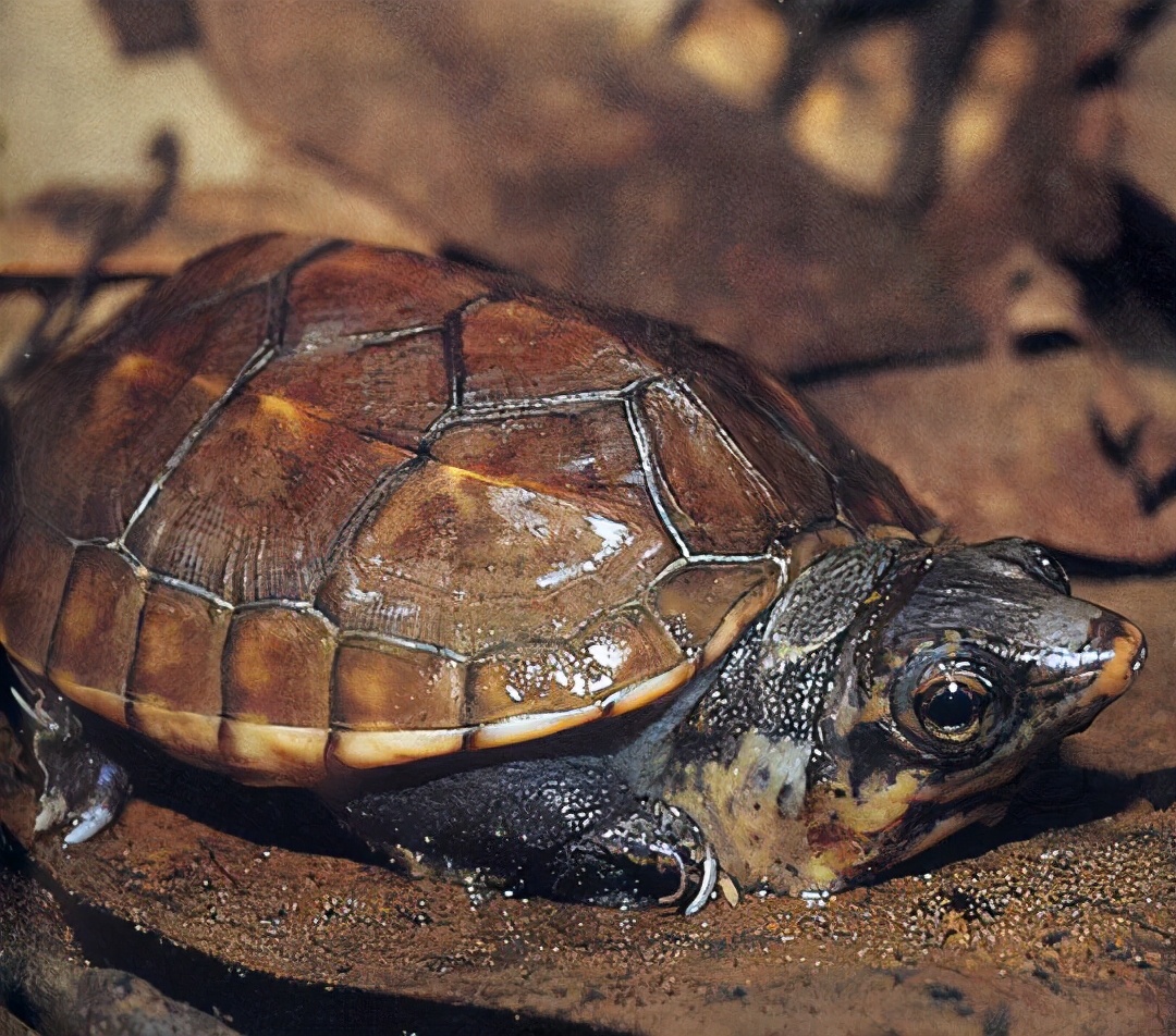 龟类大百科,大眼睛龟类