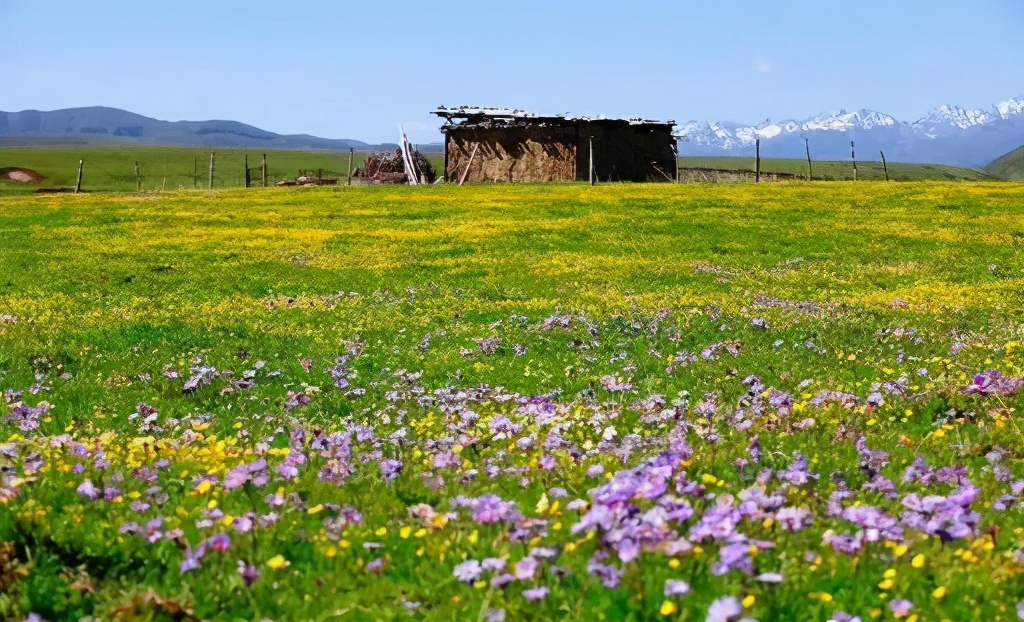 这个夏天，想和你一起去若尔盖大草原！一篇文章，让你读懂若尔盖