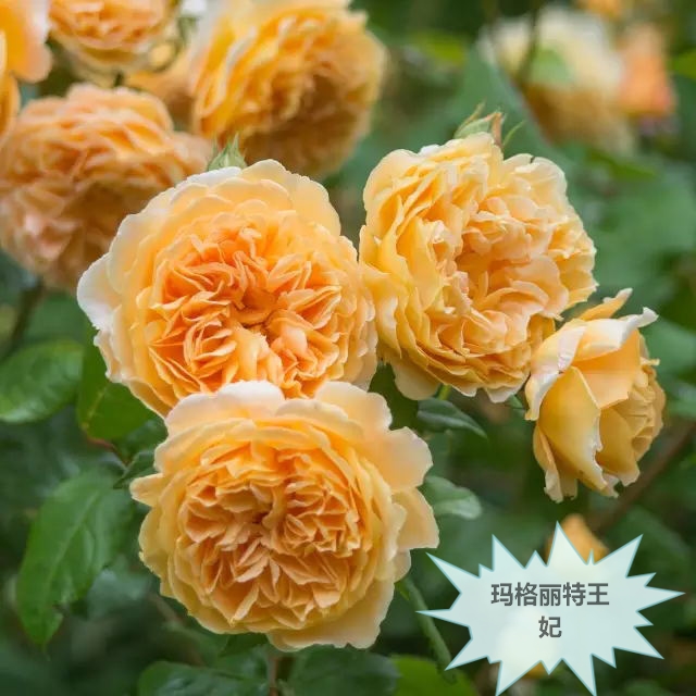 大兴月季园的月季有多少种,北京最大的月季基地在哪