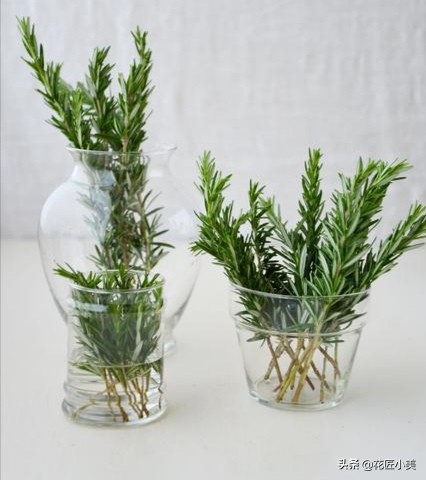 可食用迷迭香盆栽驱蚊植物怎么养,可以吃也可以驱蚊的草