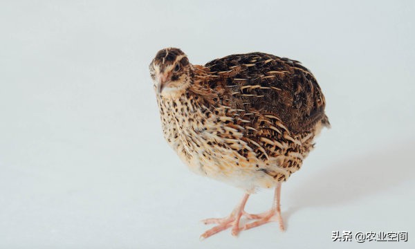 饲养鹌鹑的经济效益,鹌鹑养殖技术鹌鹑如何饲养和管理