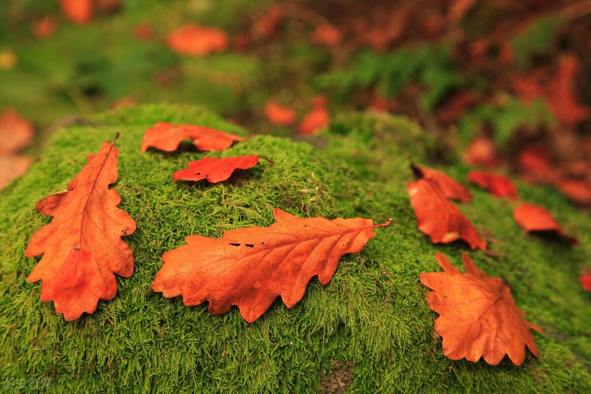 夏天皮肤瘙痒一抓就破皮怎么办,腿皮肤瘙痒挠破皮怎么办