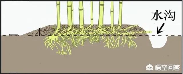 如何有效防止竹子根蔓延生长,庭院如何防止竹根蔓延
