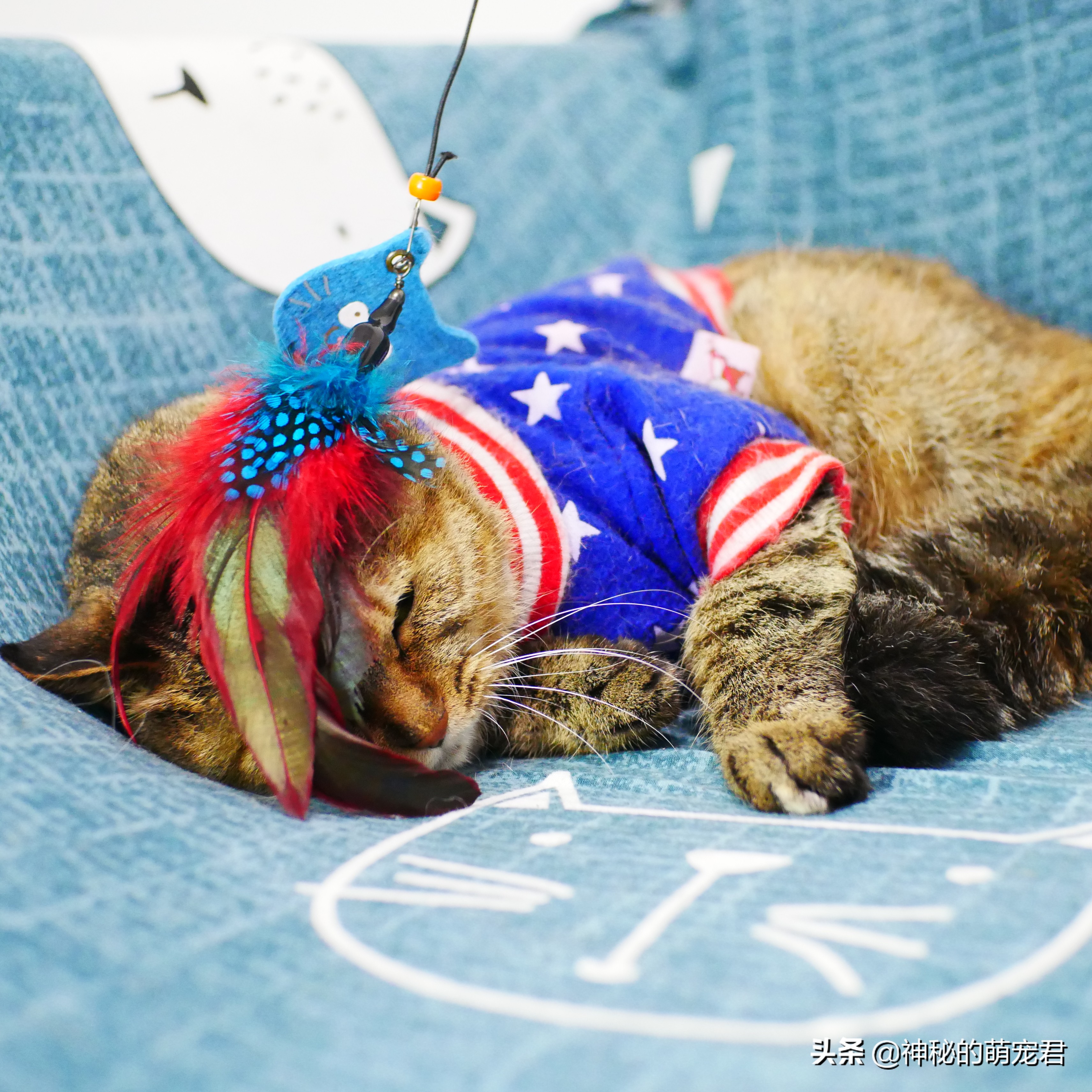 什么逗猫棒猫咪会玩,怎么做猫咪玩的逗猫棒