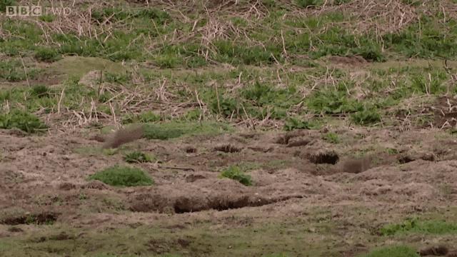 兔兔那么可爱为什么要吃兔兔呢,兔兔这么可爱为什么要吃兔兔