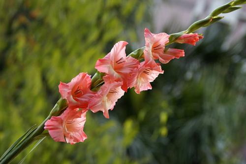 鲜花插花技巧专业术语,插花常见鲜花名称大全