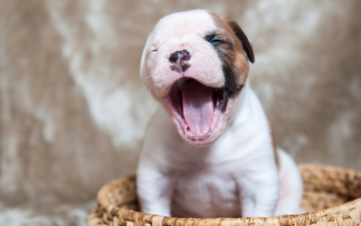 狗生的时候注意什么,狗生崽后主人注意什么