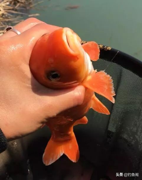 新手该怎么钓到鱼教程,初学者怎么才能钓到鱼