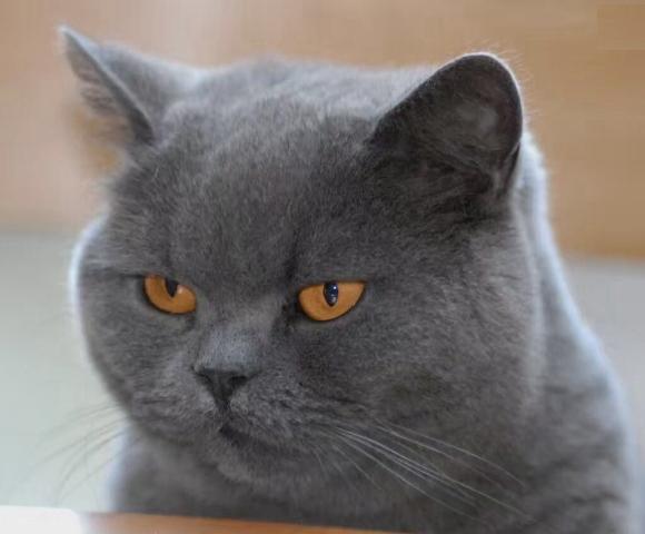 猫咪太温柔怎么让它凶一点,猫咪的脾气很大怎么调教