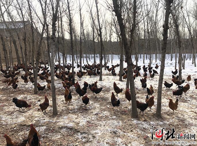 河北脱贫攻坚,图文直播张家口一中