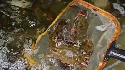 秦皇岛海浪花天桥海鲜批发市场,秦皇岛海浪花批发市场在哪