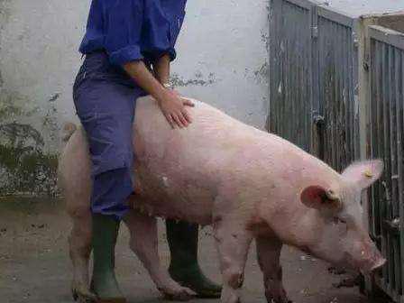 母猪人工授精标准示意图,母猪人工授精怎么知道插管到位了