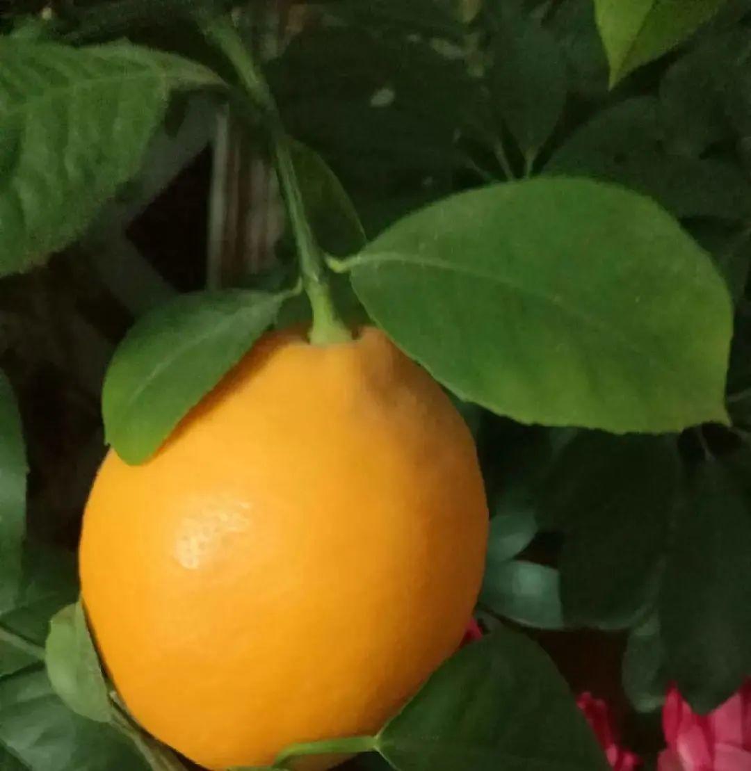 耐养的香水花,种室内香水花